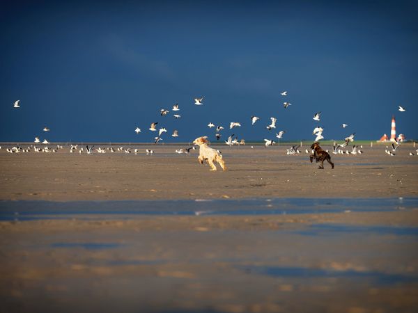 Produktbild: CALVENDO Puzzle Afghanen jagen M&ouml;wen am Strand von Sankt Peter-Ording | 1000 Teile Lege-Gr&ouml;&szlig;e 64x48cm Foto-Puzzle f&uuml;r gl&uuml;ckliche Stunden