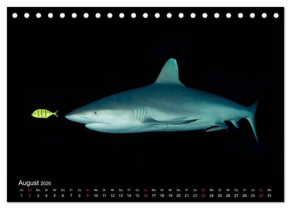 Produktbild: Faszinierendes Leben unter Wasser (Tischkalender 2026 DIN A5 quer), CALVENDO Monatskalender