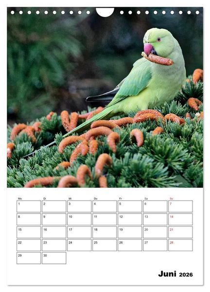 Produktbild: Bezaubernde V&ouml;gel im heimischen Garten (Wandkalender 2026 DIN A4 hoch), CALVENDO Monatskalender