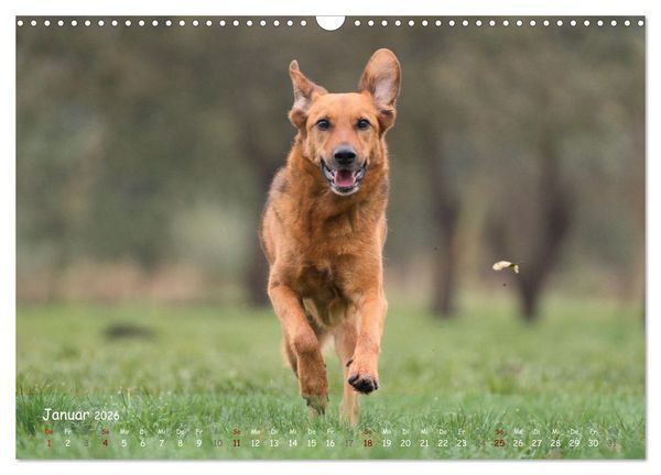 Produktbild: Fr&ouml;hliche Hunde (Wandkalender 2026 DIN A3 quer), CALVENDO Monatskalender
