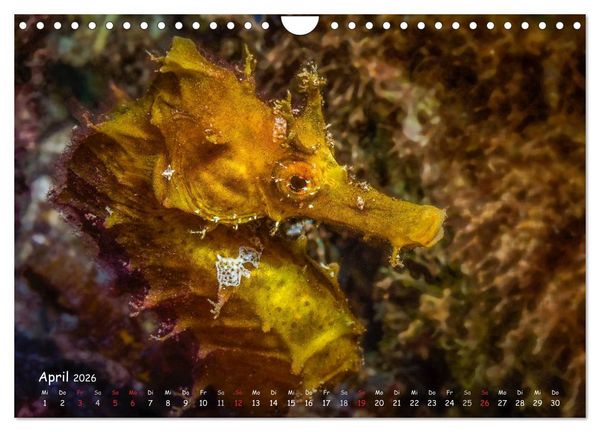 Produktbild: Hippocampus oder einfach nur Seepferdchen (Wandkalender 2026 DIN A4 quer), CALVENDO Monatskalender