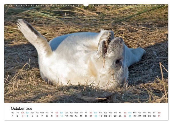 Produktbild: Grey Seal Pups of Donna Nook (High Quality Premium Wall Calendar 2026 DIN A2 landscape),CALVENDO 12 Month Wall Calendar