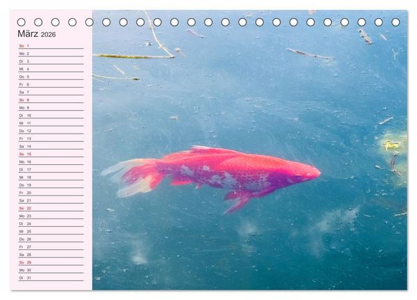 Produktbild: Wir sind die Stars am Wasser (Tischkalender 2026 DIN A5 quer), CALVENDO Monatskalender