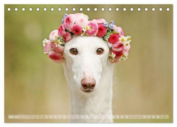 Produktbild: Zauberhafte Windhunde (Tischkalender 2026 DIN A5 quer), CALVENDO Monatskalender