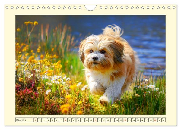 Produktbild: Lhasa Apso Charme. Die kleinen H&uuml;ter des Gl&uuml;cks (Wandkalender 2026 DIN A4 quer), CALVENDO Monatskalender