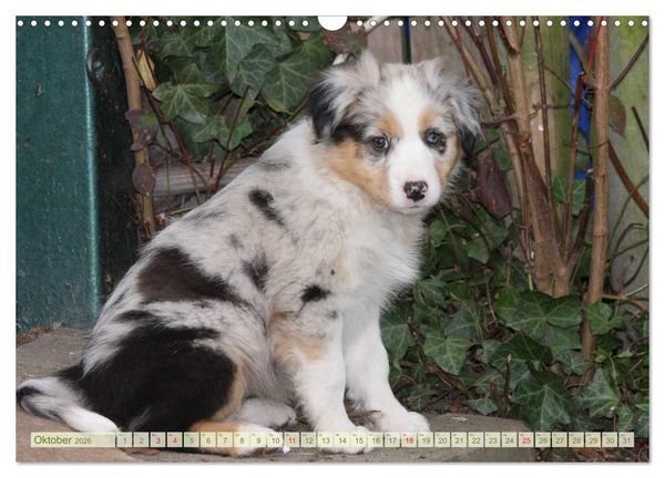 Produktbild: Australian Shepherd - H&uuml;tehunde mit Familienanschluss (Wandkalender 2026 DIN A3 quer), CALVENDO Monatskalender