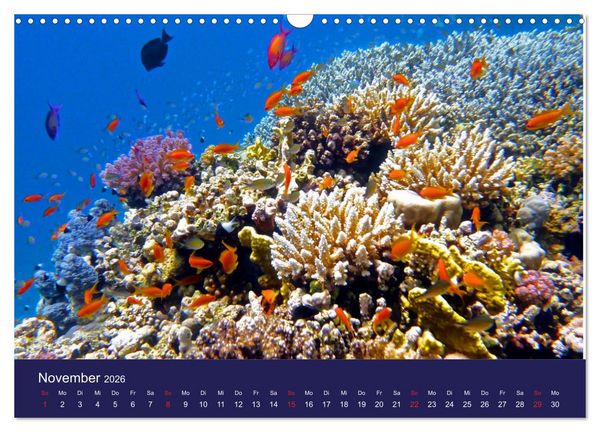 Produktbild: Wunderwelt Korallenriffe (Wandkalender 2026 DIN A3 quer), CALVENDO Monatskalender