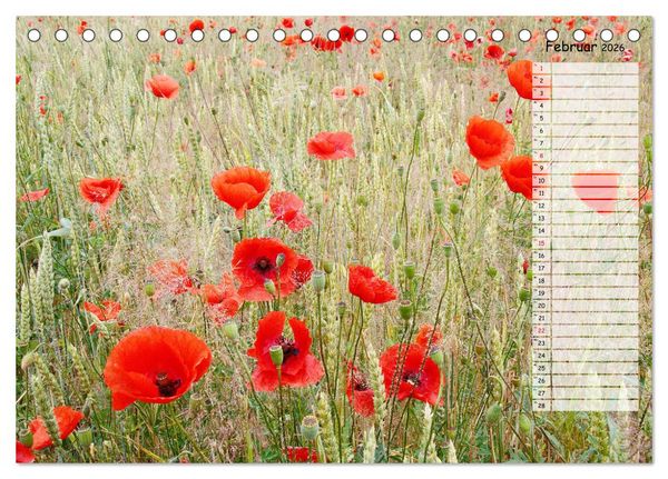 Produktbild: Klatschmohn im Feld (Tischkalender 2026 DIN A5 quer), CALVENDO Monatskalender
