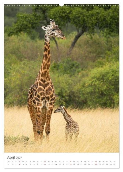 Produktbild: Magie des Augenblicks - Giraffen - Riesen der Savanne (Wandkalender 2027 DIN A2 hoch), CALVENDO Monatskalender