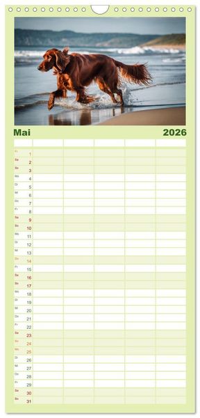 Produktbild: Familienplaner 2026 - Irish Setter - Anmut pur mit 5 Spalten (Wandkalender, 21 x 45 cm) CALVENDO