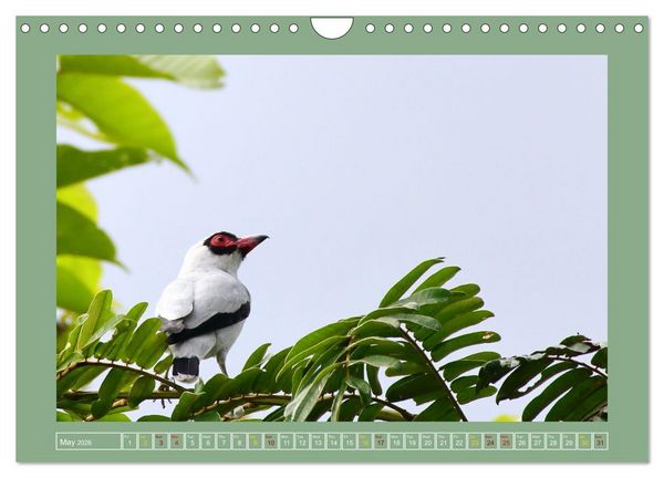 Produktbild: Some Costa Rican Birds (Wall Calendar 2026 DIN A4 landscape), CALVENDO 12 Month Wall Calendar