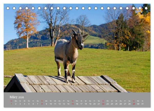 Produktbild: Wir sind die Stars am Bauernhof (Tischkalender 2026 DIN A5 quer), CALVENDO Monatskalender