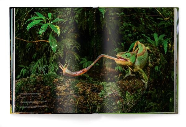Produktbild: Jungle Spirits