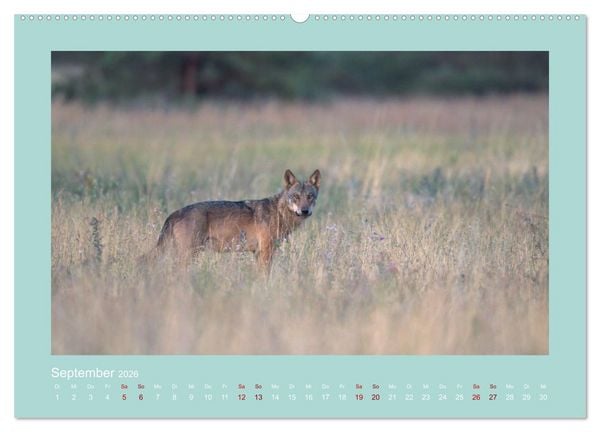 Produktbild: W&ouml;lfe, Impressionen aus der Lausitz (Wandkalender 2026 DIN A2 quer), CALVENDO Monatskalender