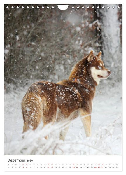 Produktbild: Faszination Husky (Wandkalender 2026 DIN A4 hoch), CALVENDO Monatskalender
