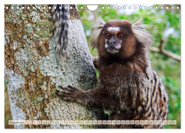 Produktbild: Brasilien - Zwischen Iguazu und Rio (Wandkalender 2026 DIN A4 quer), CALVENDO Monatskalender