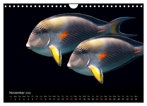 Produktbild: Water Dreams-journey through the sea (Wall Calendar 2026 DIN A4 landscape), CALVENDO 12 Month Wall Calendar