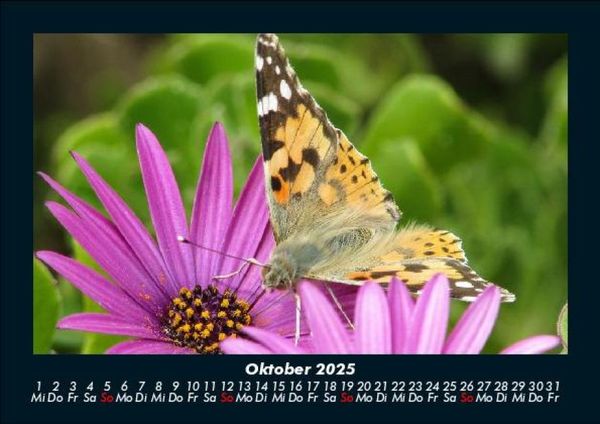 Produktbild: Bunte Pracht der Schmetterlinge 2025 Fotokalender DIN A5