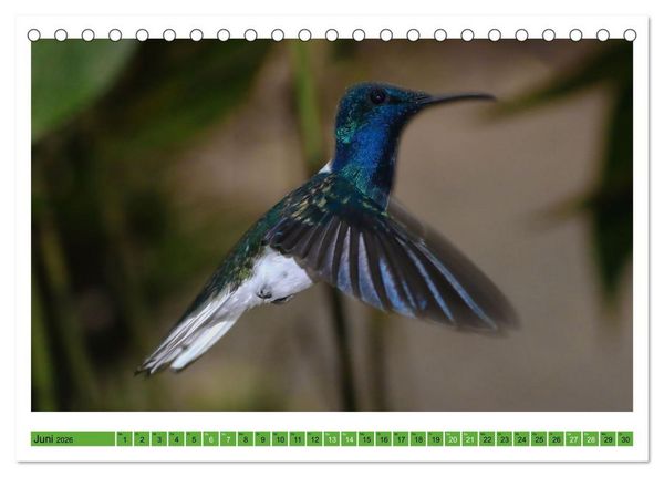 Produktbild: Kolibris; Anmut, Sch&ouml;nheit, Farben (Tischkalender 2026 DIN A5 quer), CALVENDO Monatskalender