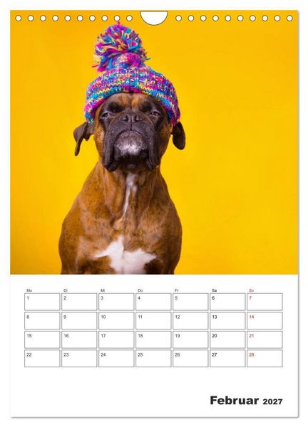 Produktbild: colorful world of boxer 2027 (Wandkalender 2027 DIN A4 hoch), CALVENDO Monatskalender