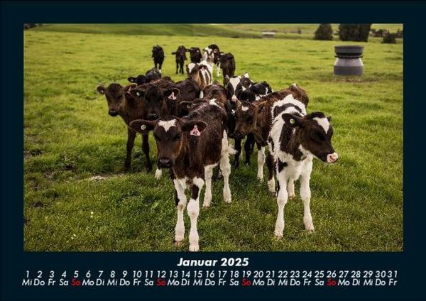 Produktbild: Kuhkalender 2025 Fotokalender DIN A5