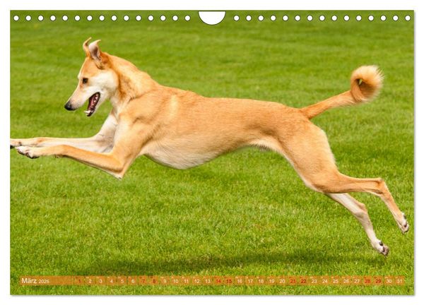 Produktbild: Witziger Windhund - Portugiesischer Galgo (Wandkalender 2026 DIN A4 quer), CALVENDO Monatskalender