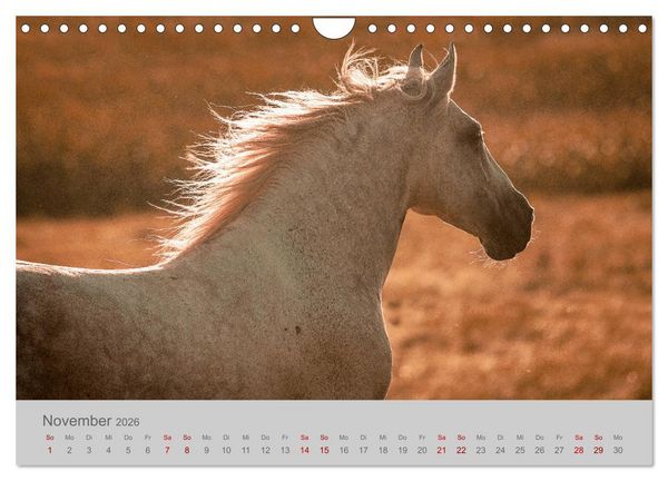 Produktbild: Pferde - Anmut, Eleganz, Magie (Wandkalender 2026 DIN A4 quer), CALVENDO Monatskalender
