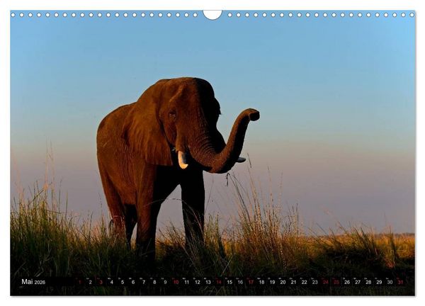 Produktbild: Magie des Augenblicks - Elefanten - Afrikas sanfte Riesen (Wandkalender 2026 DIN A3 quer), CALVENDO Monatskalender