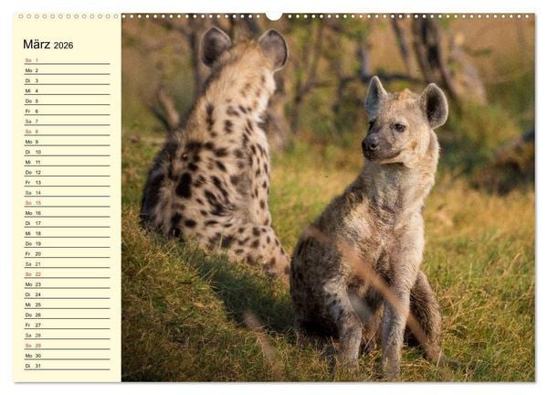 Produktbild: Afrika. Tiere in freier Wildbahn (Wandkalender 2026 DIN A2 quer), CALVENDO Monatskalender