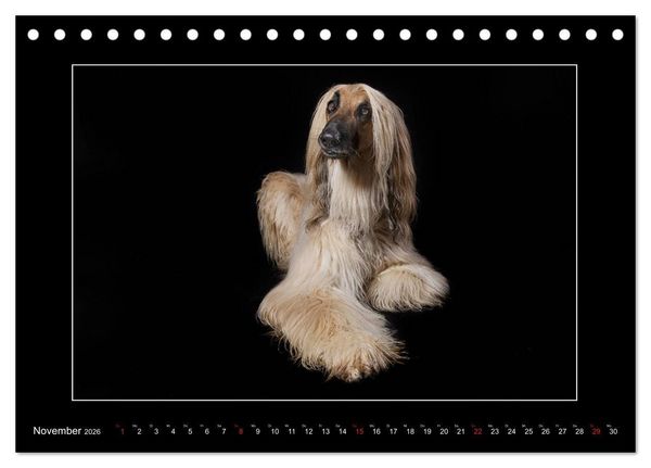 Produktbild: Windhunde - Schnelle Sch&ouml;nheiten (Tischkalender 2026 DIN A5 quer), CALVENDO Monatskalender