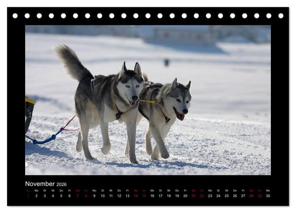 Produktbild: Huskys im Schnee (Tischkalender 2026 DIN A5 quer), CALVENDO Monatskalender