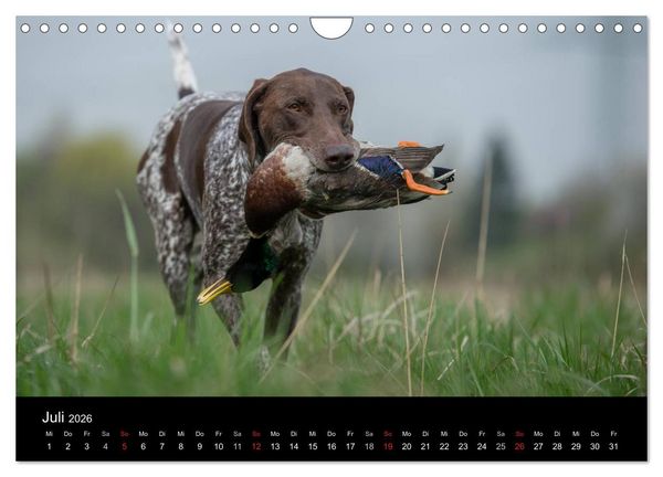 Produktbild: Jagdhunde bei der Arbeit (Wandkalender 2026 DIN A4 quer), CALVENDO Monatskalender