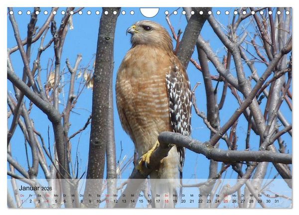 Produktbild: Falken und Greifv&ouml;gel. Edle J&auml;ger (Wandkalender 2026 DIN A4 quer), CALVENDO Monatskalender