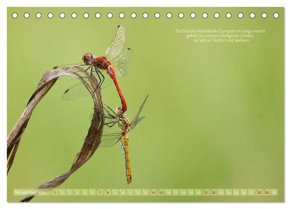 Produktbild: Frankens Insekten (Tischkalender 2026 DIN A5 quer), CALVENDO Monatskalender