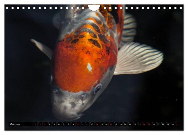 Produktbild: Nishikigoi oder Koi Karpfen (Wandkalender 2026 DIN A4 quer), CALVENDO Monatskalender