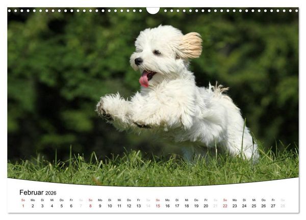 Produktbild: Welpen - Puppies (Wandkalender 2026 DIN A3 quer), CALVENDO Monatskalender