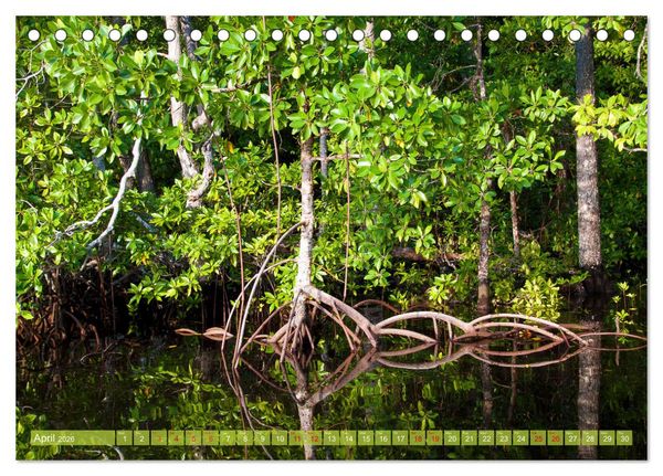Produktbild: Mangroves - Valuable Habitat (Desk Calendar 2026 DIN A5 landscape), CALVENDO 12 Month DeskCalendar