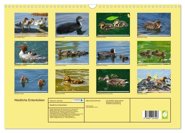 Produktbild: Niedliche Entenk&uuml;ken (Wandkalender 2026 DIN A3 quer), CALVENDO Monatskalender