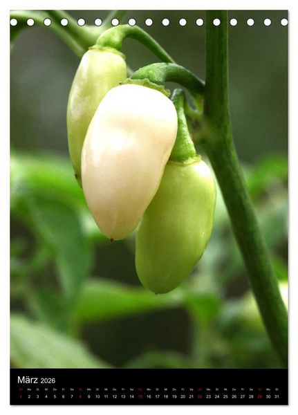 Produktbild: Chilis - H&ouml;llisch scharfe Fr&uuml;chtchen (Tischkalender 2026 DIN A5 hoch), CALVENDO Monatskalender