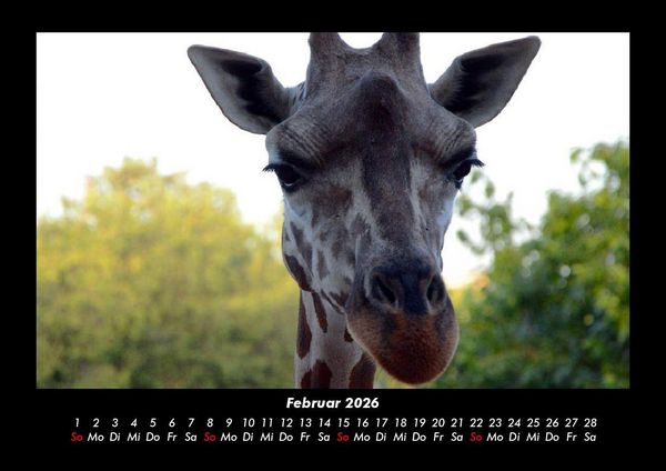 Produktbild: Giraffen 2026 Fotokalender DIN A3