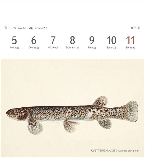 Produktbild: Fische Postkartenkalender 2027 - Postkartenkalender mit 53 historischen Zeichnungen