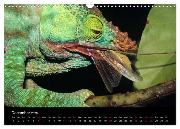 Produktbild: Chameleons Monsters of the African Bush (Wall Calendar 2026 DIN A3 landscape), CALVENDO 12 Month Wall Calendar