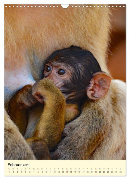 Produktbild: Berberaffenfamilien (Wandkalender 2026 DIN A3 hoch), CALVENDO Monatskalender