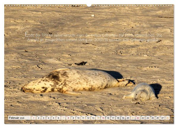 Produktbild: Kegelrobben auf der Insel D&uuml;ne (Wandkalender 2026 DIN A2 quer), CALVENDO Monatskalender