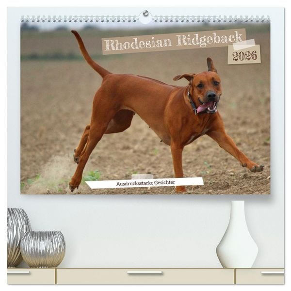 Produktbild: Rhodesian Ridgeback - Ausdrucksstarke Gesichter (hochwertiger Premium Wandkalender 2026 DIN A2 quer), Kunstdruck in Hochglanz