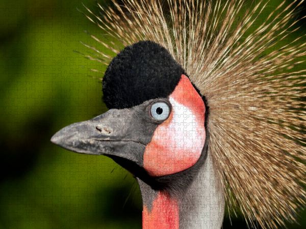 Produktbild: CALVENDO Puzzle Ein Motiv aus dem Kalender Weltvogelpark Walsrode - Die Vielfalt der Vogelarten | 1000 Teile Lege-Gr&ouml;&szlig;e 64x48cm Foto-Puzzle f&uuml;r gl&uuml;ckl