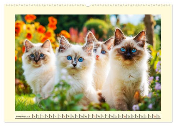Produktbild: Liebliche Ragdolls. Katzen-Sch&ouml;nheiten in ihrer gr&uuml;nen Oase (hochwertiger Premium Wandkalender 2026 DIN A2 quer), Kunstdruck in Hochglanz