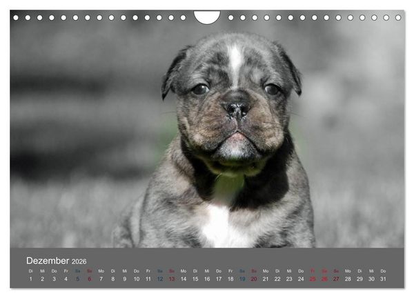 Produktbild: Bulldoggen-Zwerge (Wandkalender 2026 DIN A4 quer), CALVENDO Monatskalender