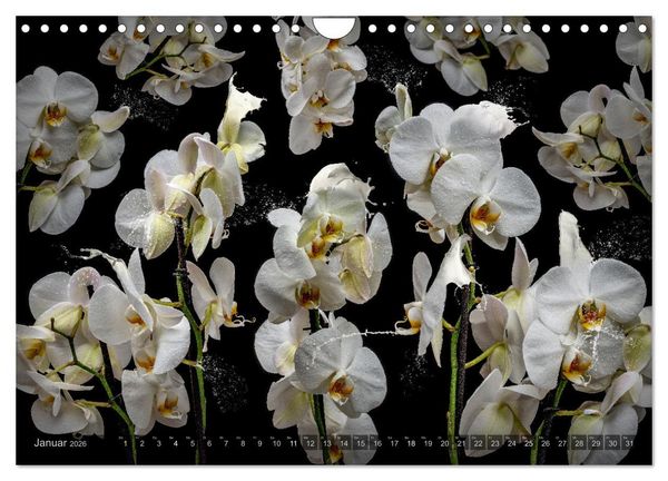 Produktbild: Orchidea (Wandkalender 2026 DIN A4 quer), CALVENDO Monatskalender