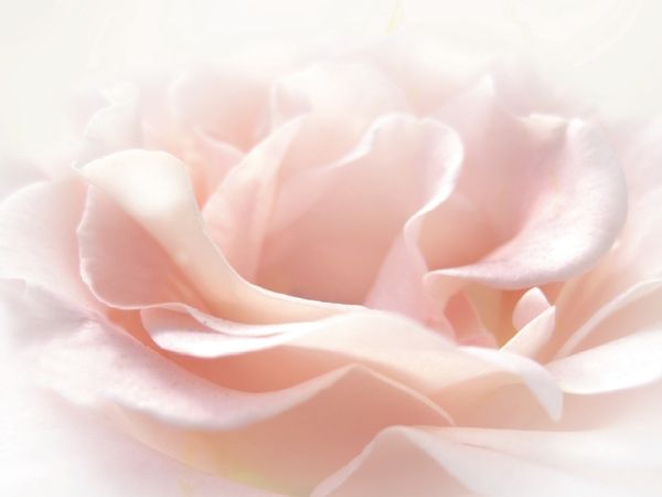 Produktbild: Die rosa Rose (Puzzle)